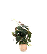 Filodendro Scandens Micans con Spalliera