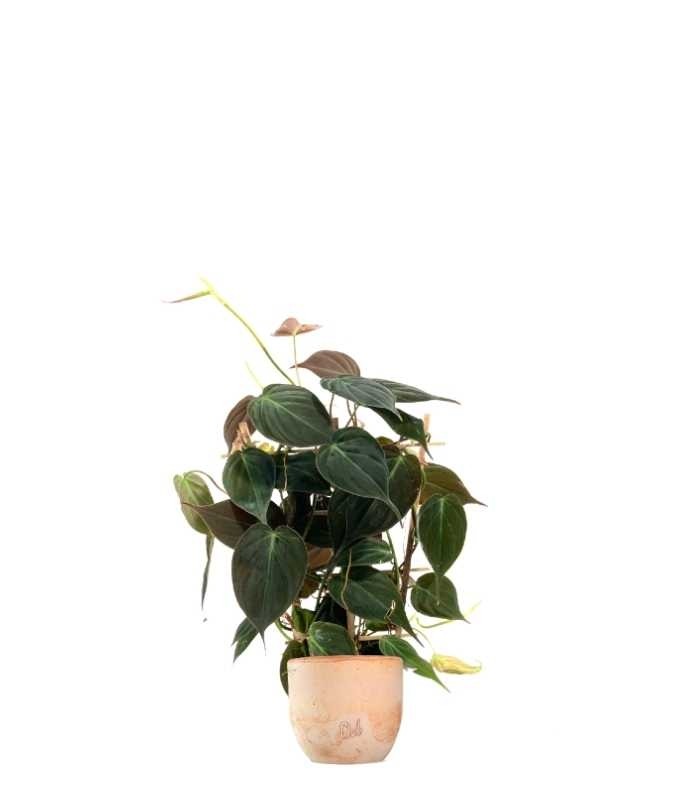Filodendro Scandens Micans con Spalliera