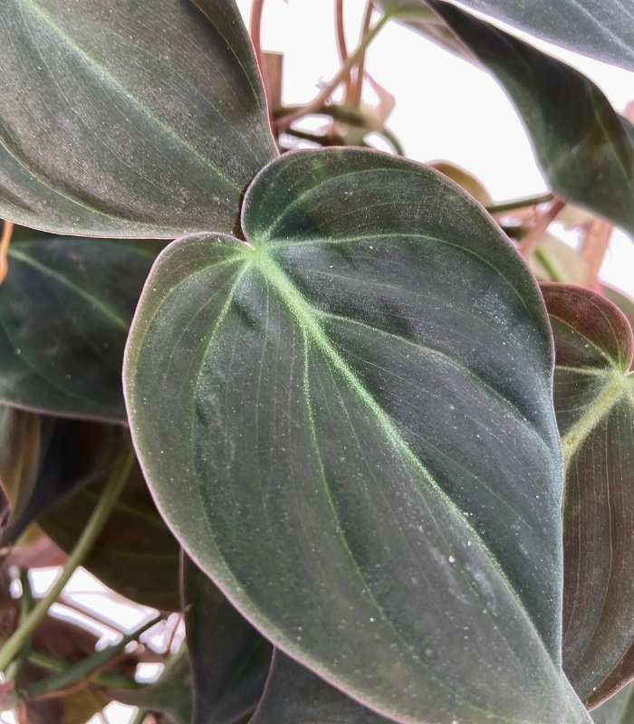 Filodendro Scandens Micans con Spalliera