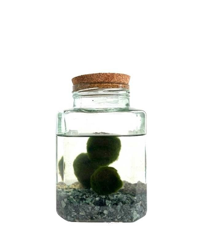 Marimo in vaso di vetro quadrato | Tappo in sughero