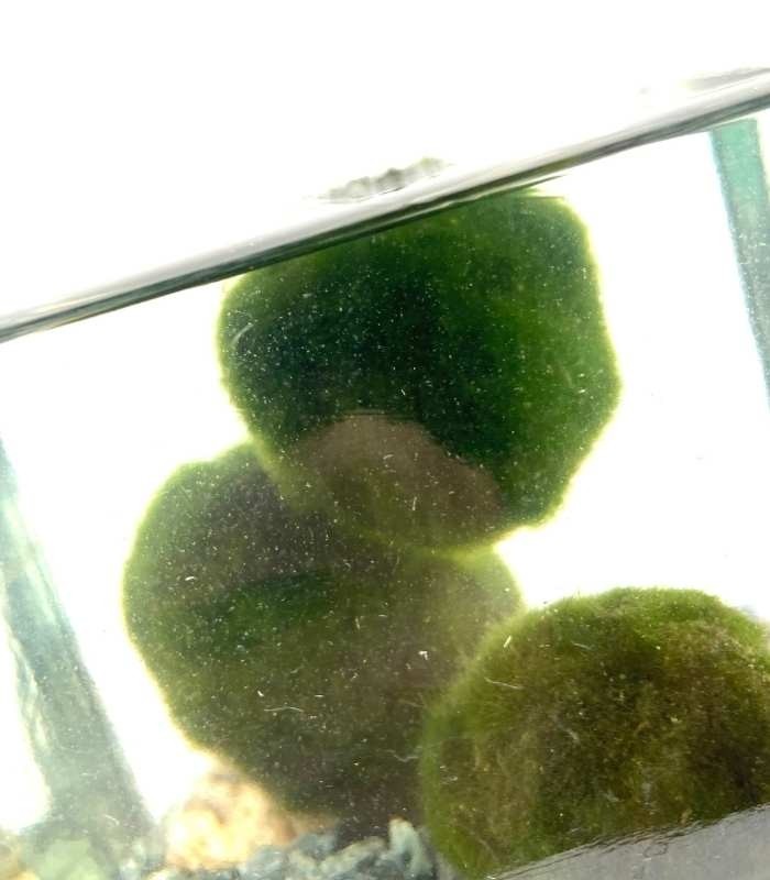Marimo in vaso di vetro quadrato | Tappo in sughero
