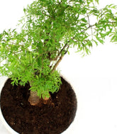 Polyscias Fruticosa vaso ciotola in terracotta