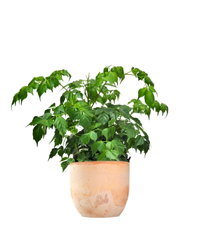 Radermachera in vaso