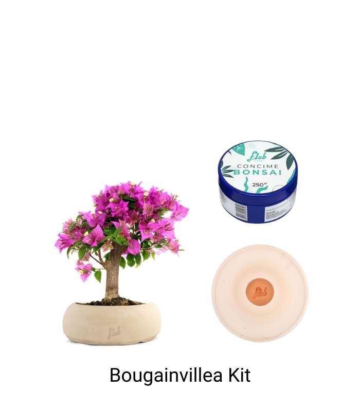 Bougainvillea Kit
