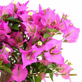 Bougainvillea Kit