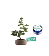 Zelkova Kit