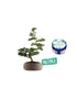 Zelkova Kit