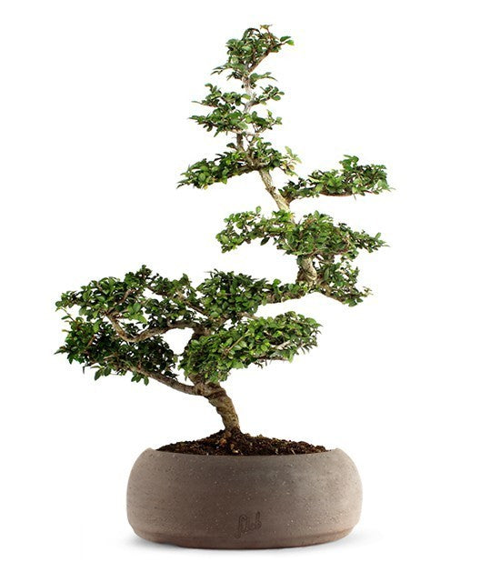 Zelkova Kit
