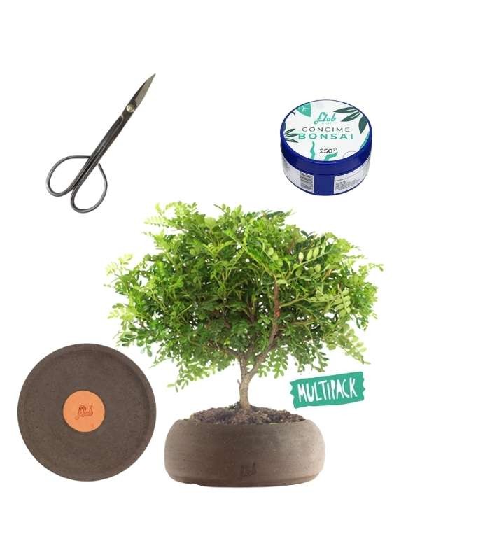 Super Pepe Bonsai Kit
