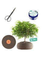 Super Pepe Bonsai Kit