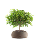 Super Pepe Bonsai Kit