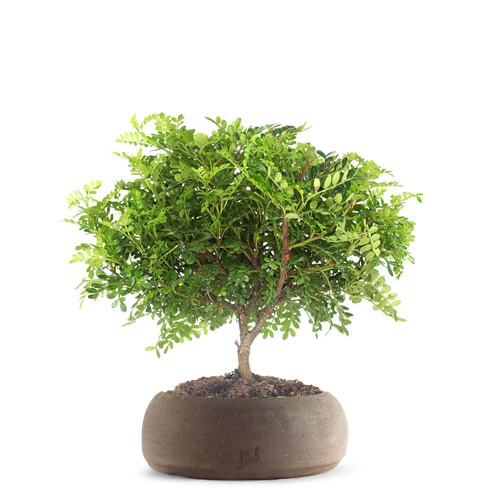 Super Pepe Bonsai Kit