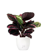Calathea dottie