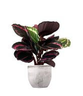 Calathea dottie