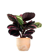 Calathea dottie