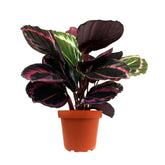 Calathea dottie
