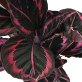 Calathea dottie
