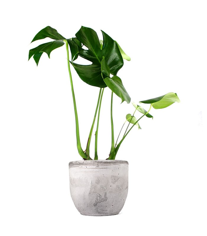Filodendro monstera deliciosa