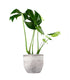 Filodendro monstera deliciosa
