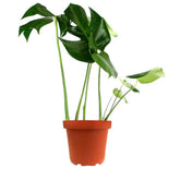 Filodendro monstera deliciosa