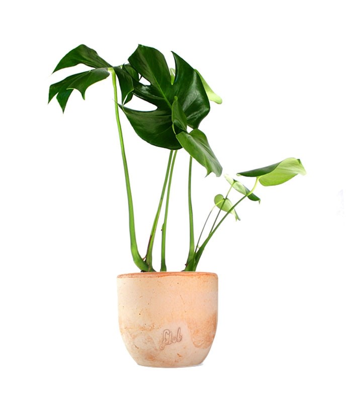 Filodendro monstera deliciosa