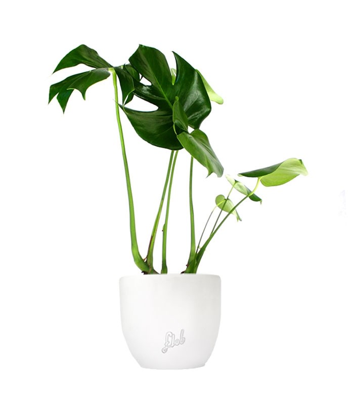 Filodendro monstera deliciosa