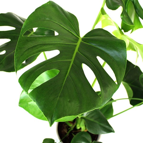 Filodendro monstera deliciosa