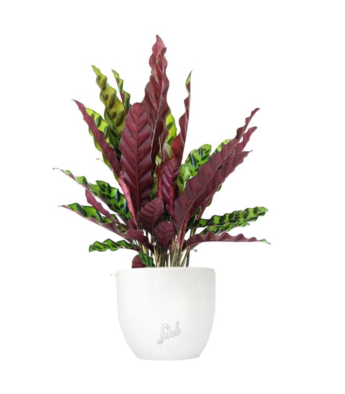 Calathea lancifolia