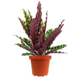 Calathea lancifolia