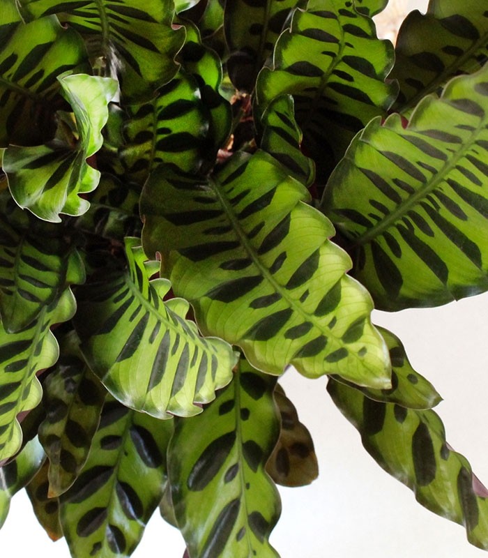 Calathea lancifolia