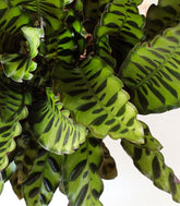 Calathea lancifolia