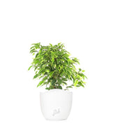 Ficus beniamino - variegato