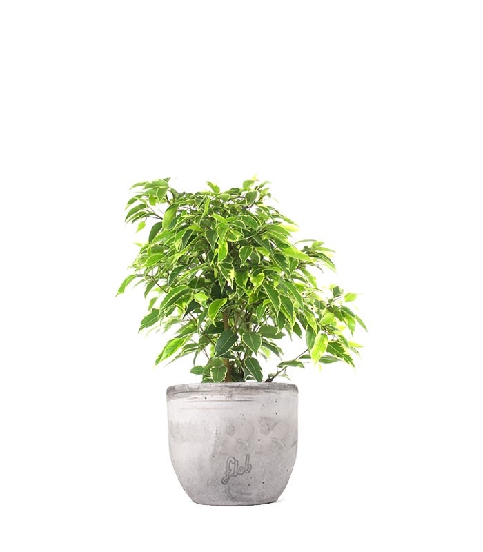 Ficus beniamino - variegato