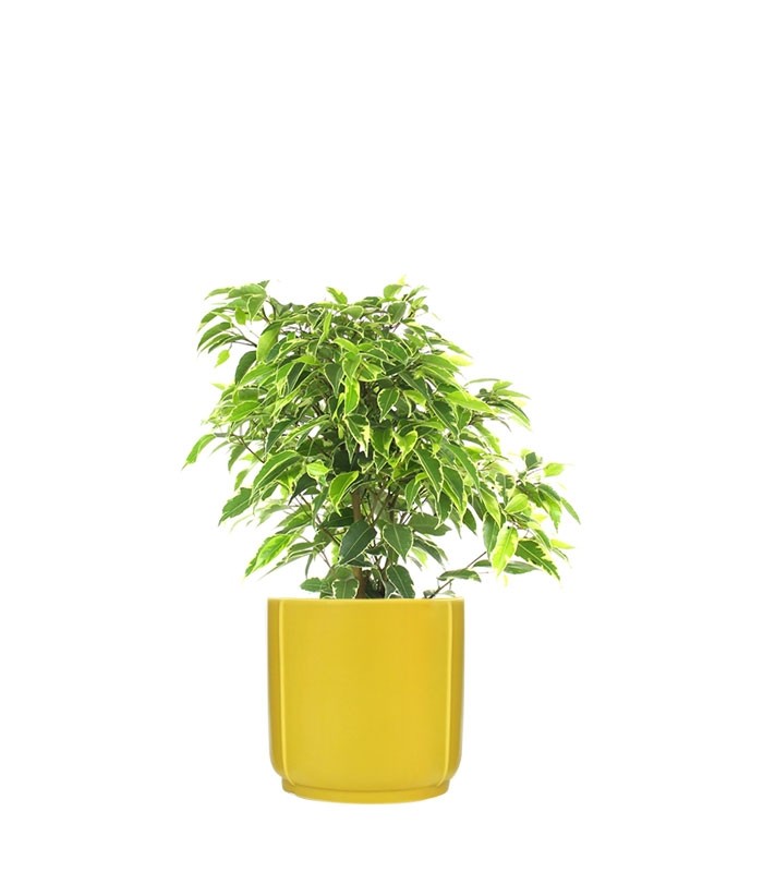 Ficus beniamino - variegato