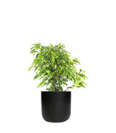 Ficus beniamino - variegato