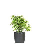 Ficus beniamino - variegato