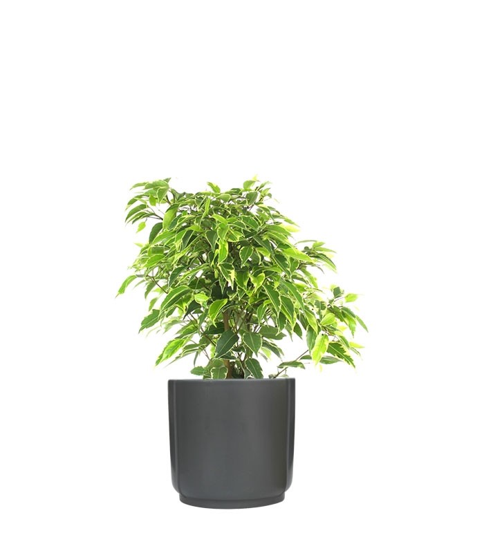 Ficus beniamino - variegato