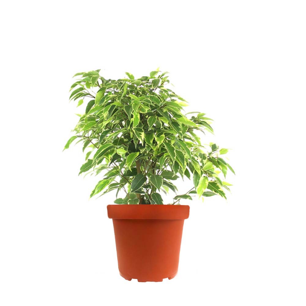 Ficus beniamino - variegato