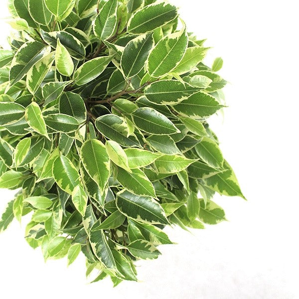 Ficus beniamino - variegato
