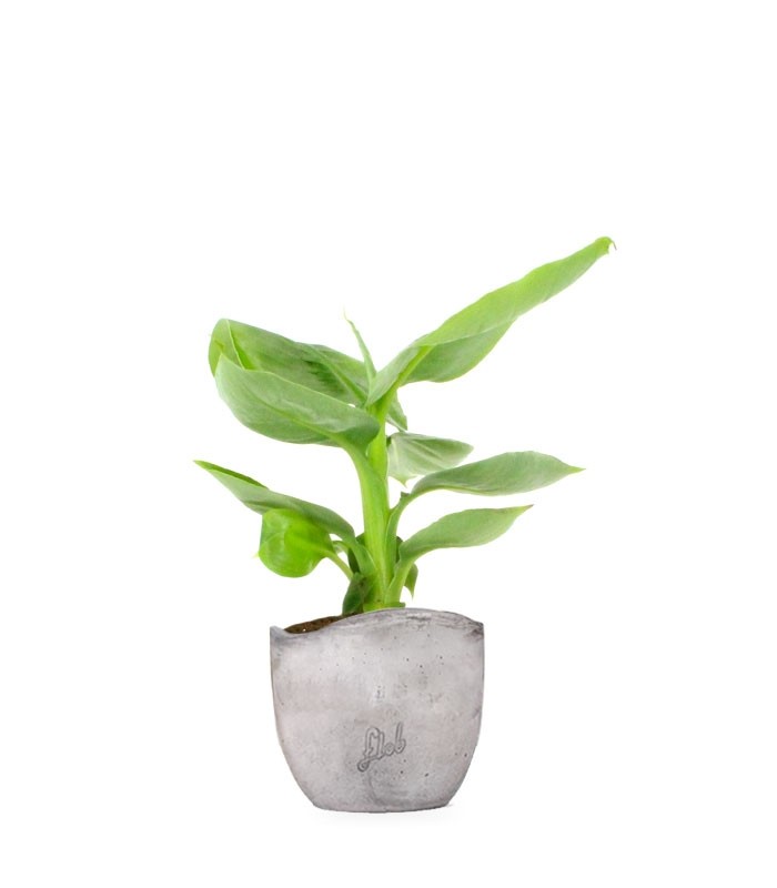 Pianta di banano tropicale