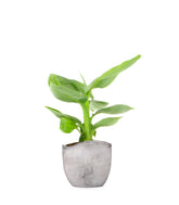 Pianta di banano tropicale