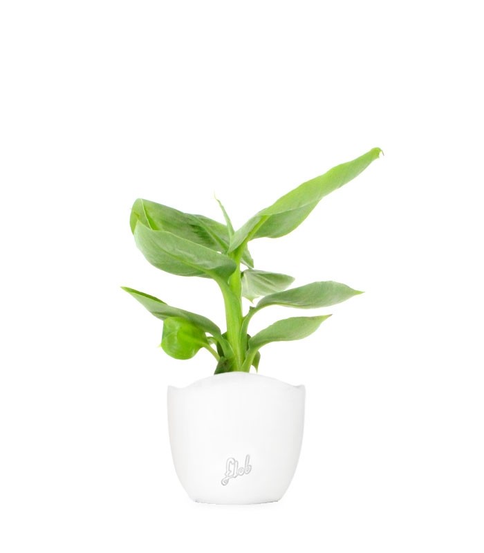 Pianta di banano tropicale