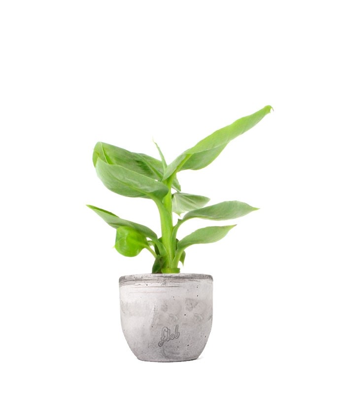 Pianta di banano tropicale