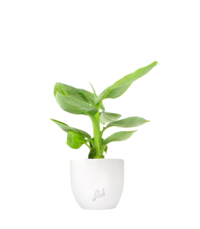 Pianta di banano tropicale