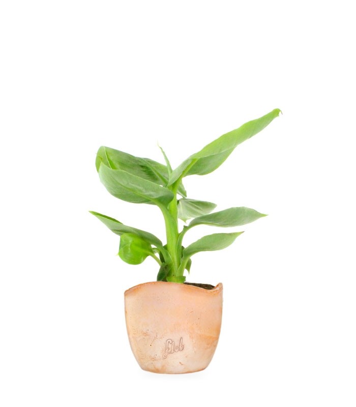Pianta di banano tropicale