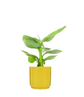 Pianta di banano tropicale