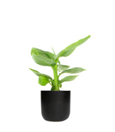 Pianta di banano tropicale