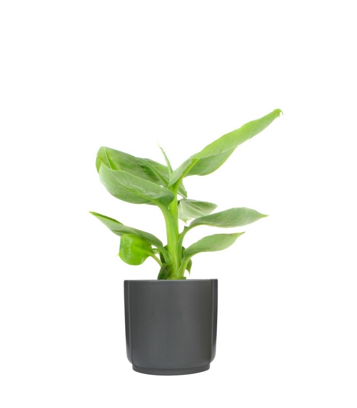 Pianta di banano tropicale