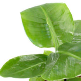 Pianta di banano tropicale