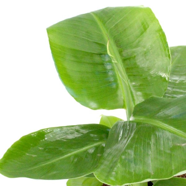 Pianta di banano tropicale